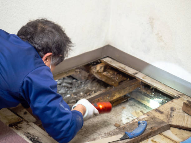 Best Mold Remediation for Schools in Whitmore Lake, MI