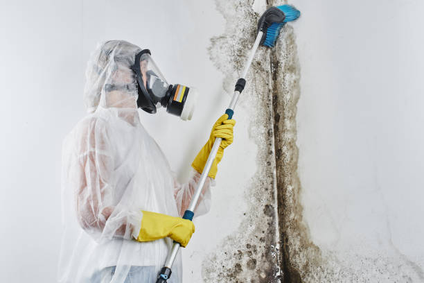 Best Basement Mold Remediation in Whitmore Lake, MI