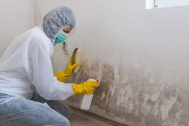 Best DIY Mold Remediation Support Services in Whitmore Lake, MI