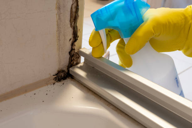 Best Bathroom Mold Remediation in Whitmore Lake, MI