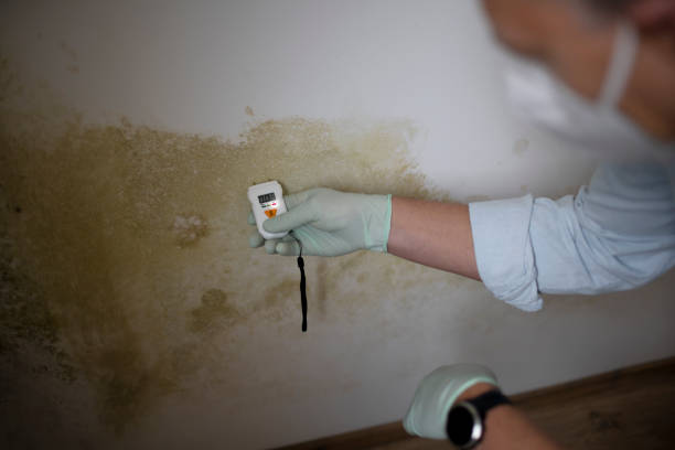 Best Mold Remediation for Specific Building Types in Whitmore Lake, MI
