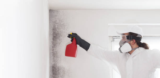 Best Attic Mold Remediation in Whitmore Lake, MI