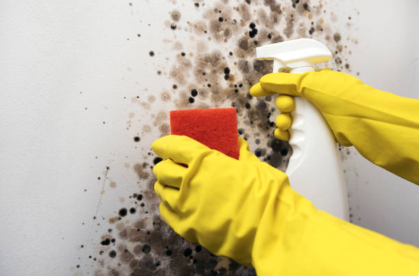 Best Commercial Mold Remediation in Whitmore Lake, MI