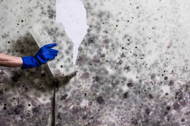 Best Insurance-Related Mold Remediation in Whitmore Lake, MI