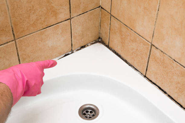 Best Health and Safety Mold Remediation in Whitmore Lake, MI