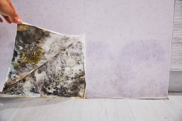 Best Black Mold Remediation in Whitmore Lake, MI